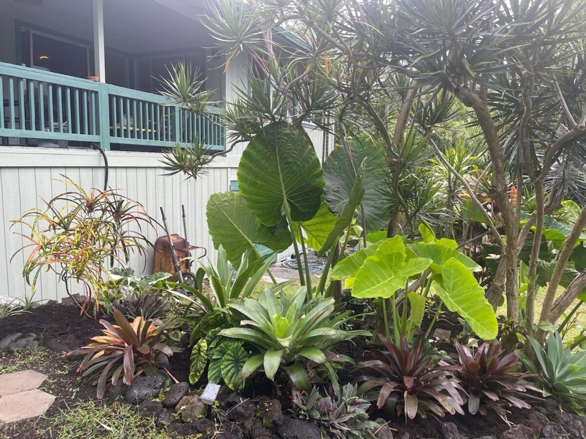 Seaside House And Aloha Bungalow Pahoa Kültér fotó